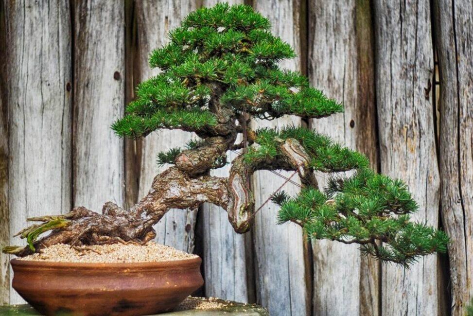 bonsai podlewanie