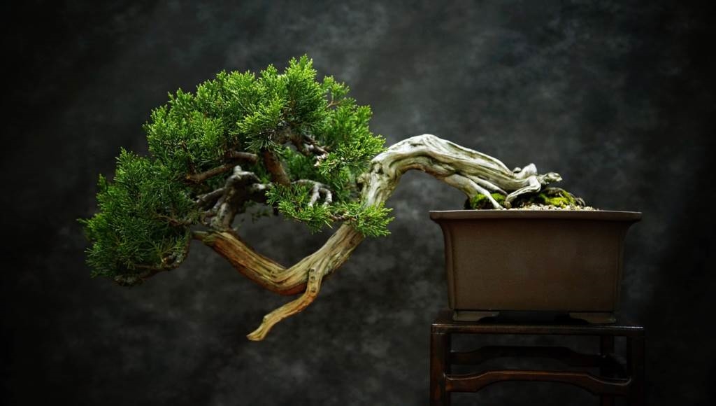drzewko bonsai jak podlewać